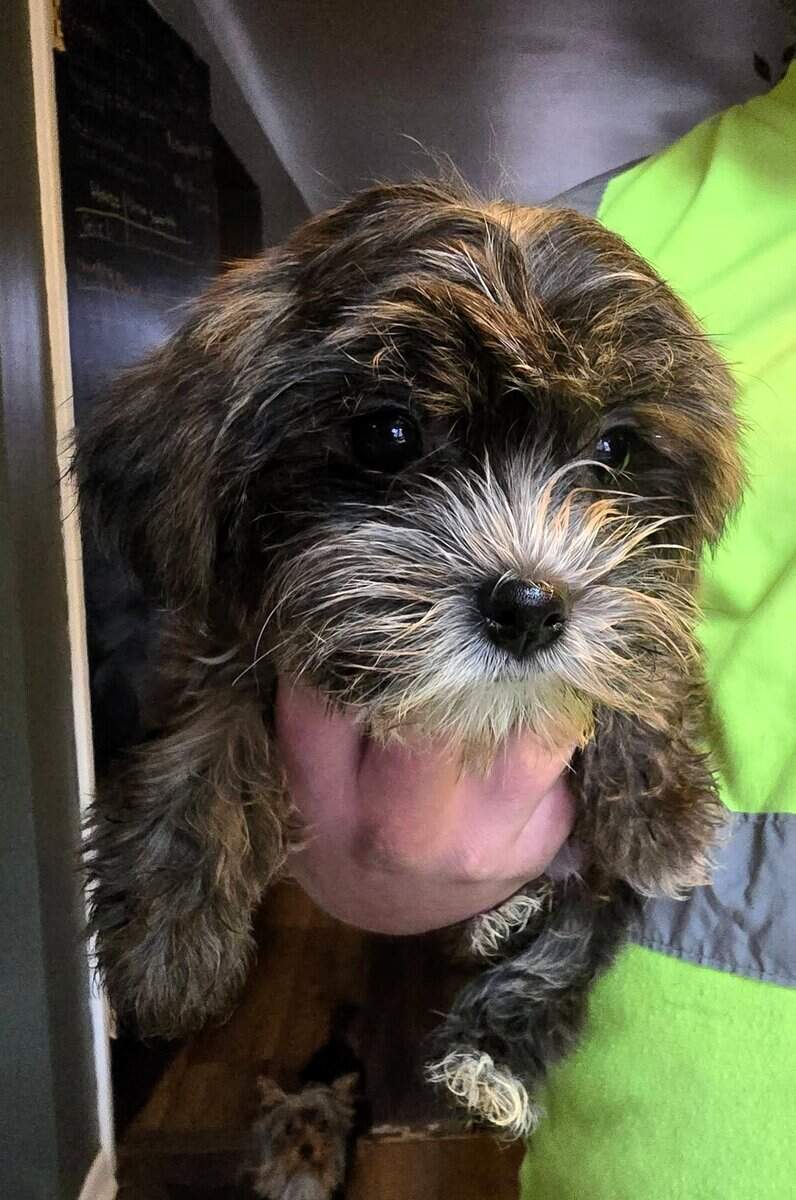 Shorkie male and female puppies image 1