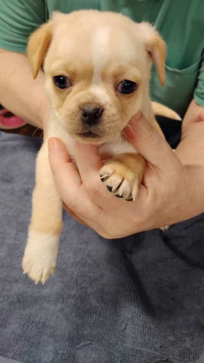 4 Chug puppies for sale $300 image 10