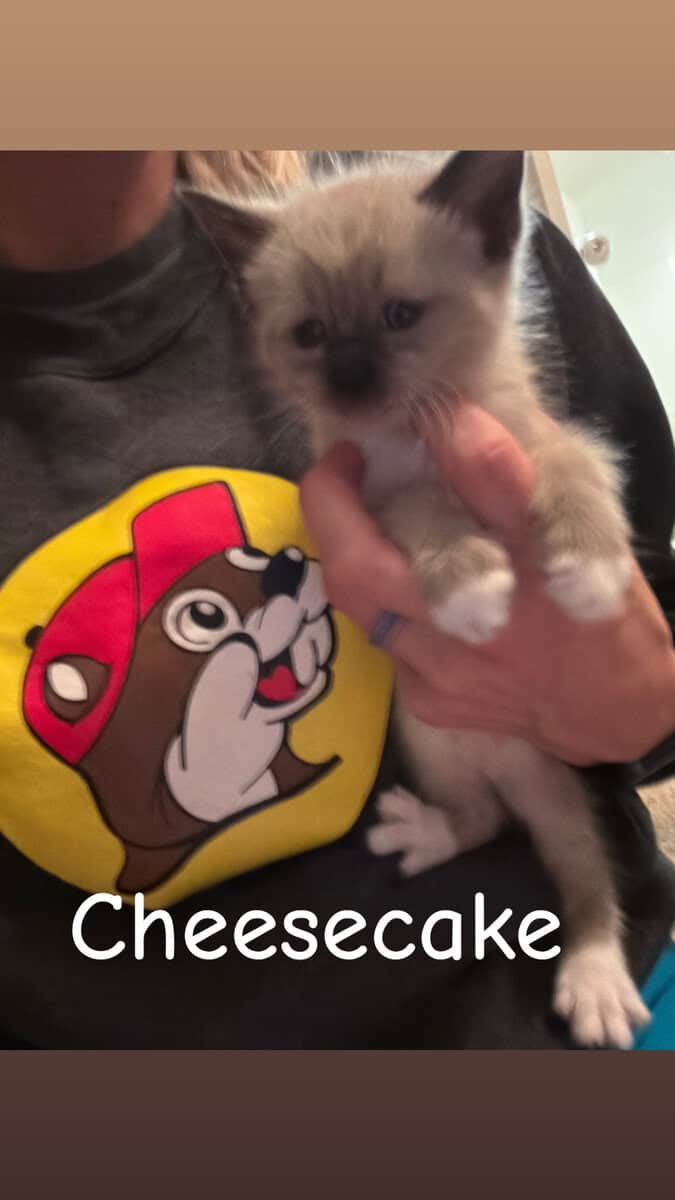 Snowshoe/ Siamese kittens born 12/29! image 3