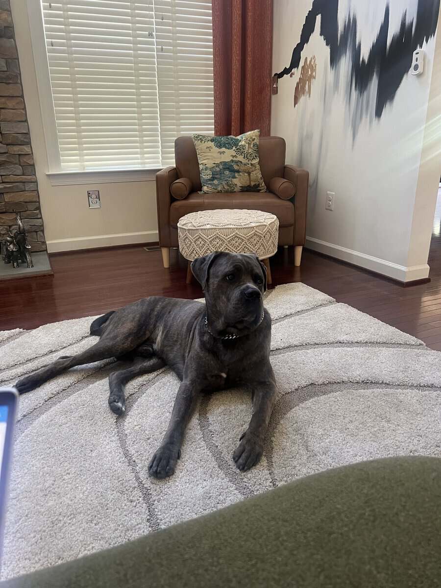 Pure Bred Cane Corso- Perfect Fit for your Family image 5