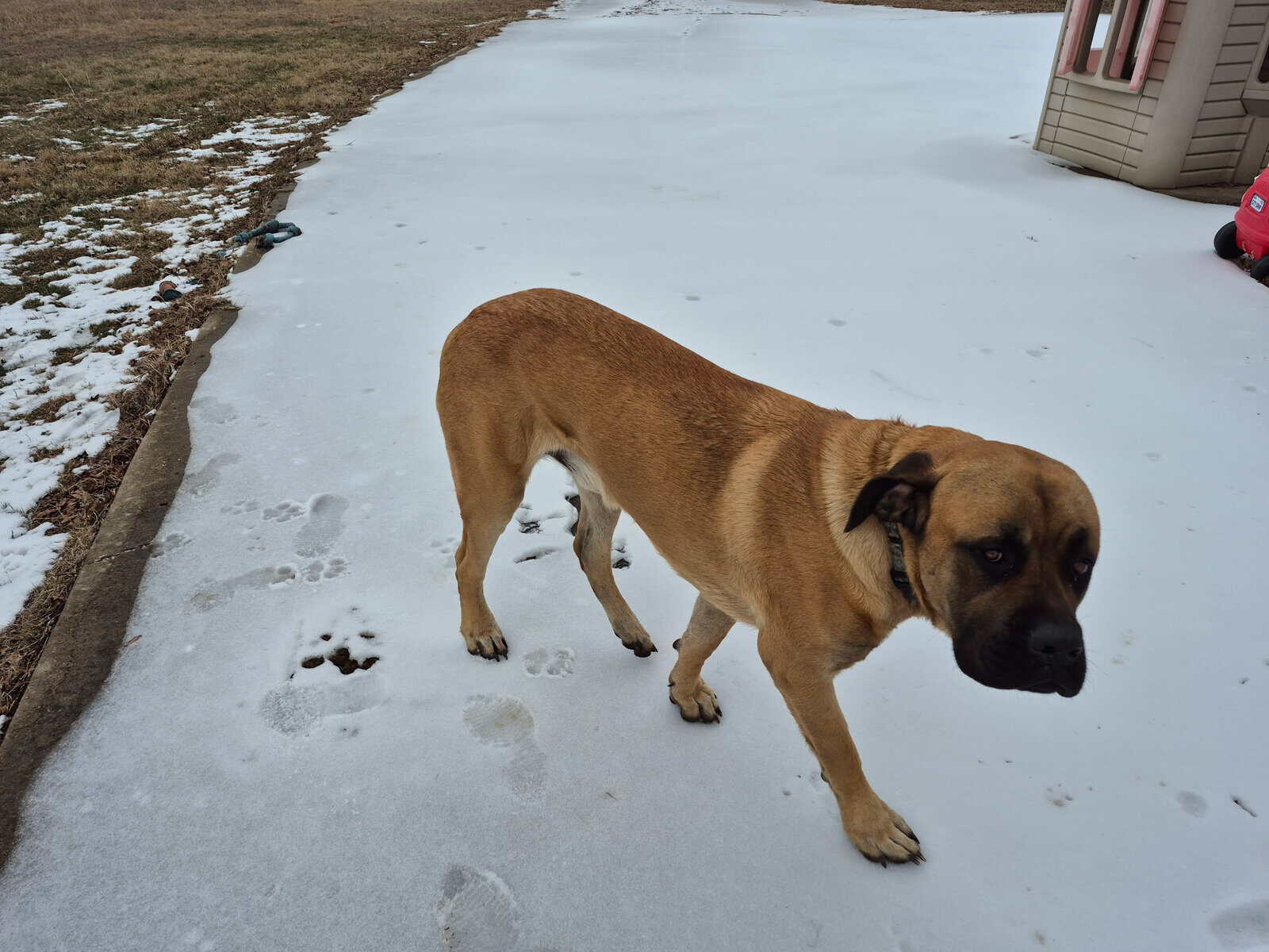 Mastiff image 4