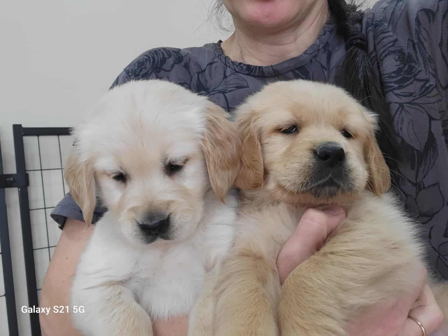 Golden Retriever puppies image 4