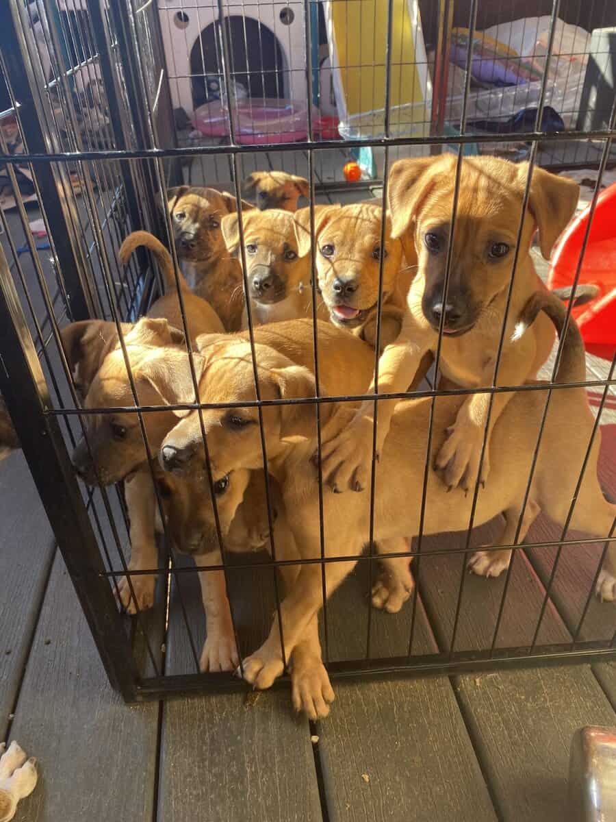 Boxer Black Mouth Cur Mix image 1