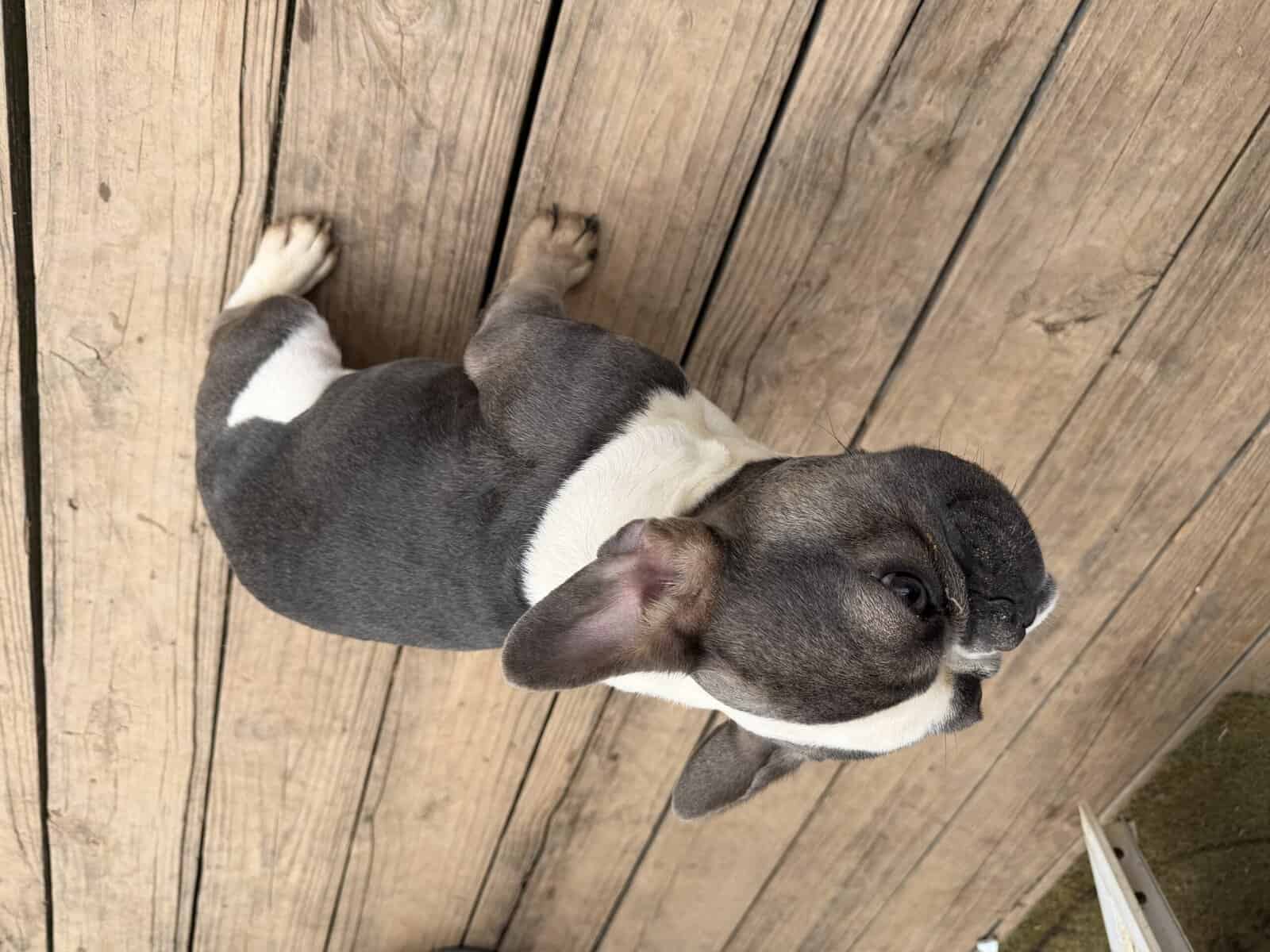 French bulldog image 1
