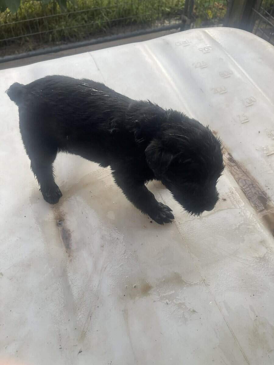 Giant Schnauzer image 2