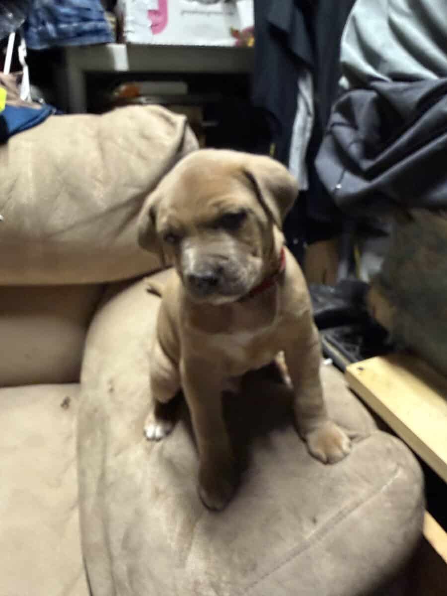 I have four boy and one girl of super cool puppies image 6