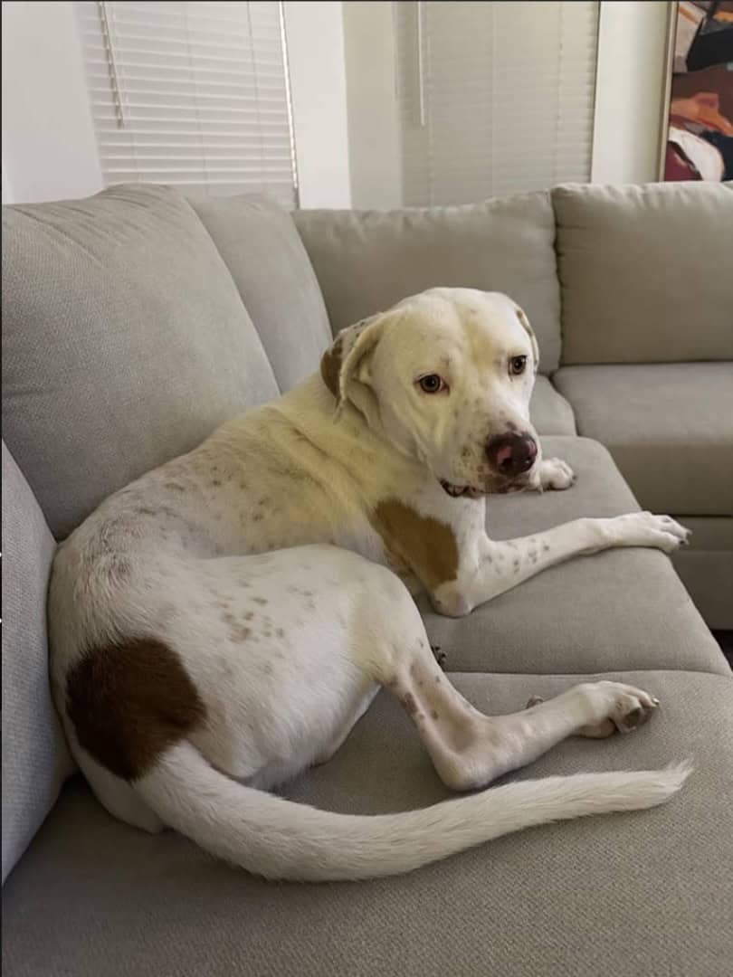 Needs Rehoming image 2