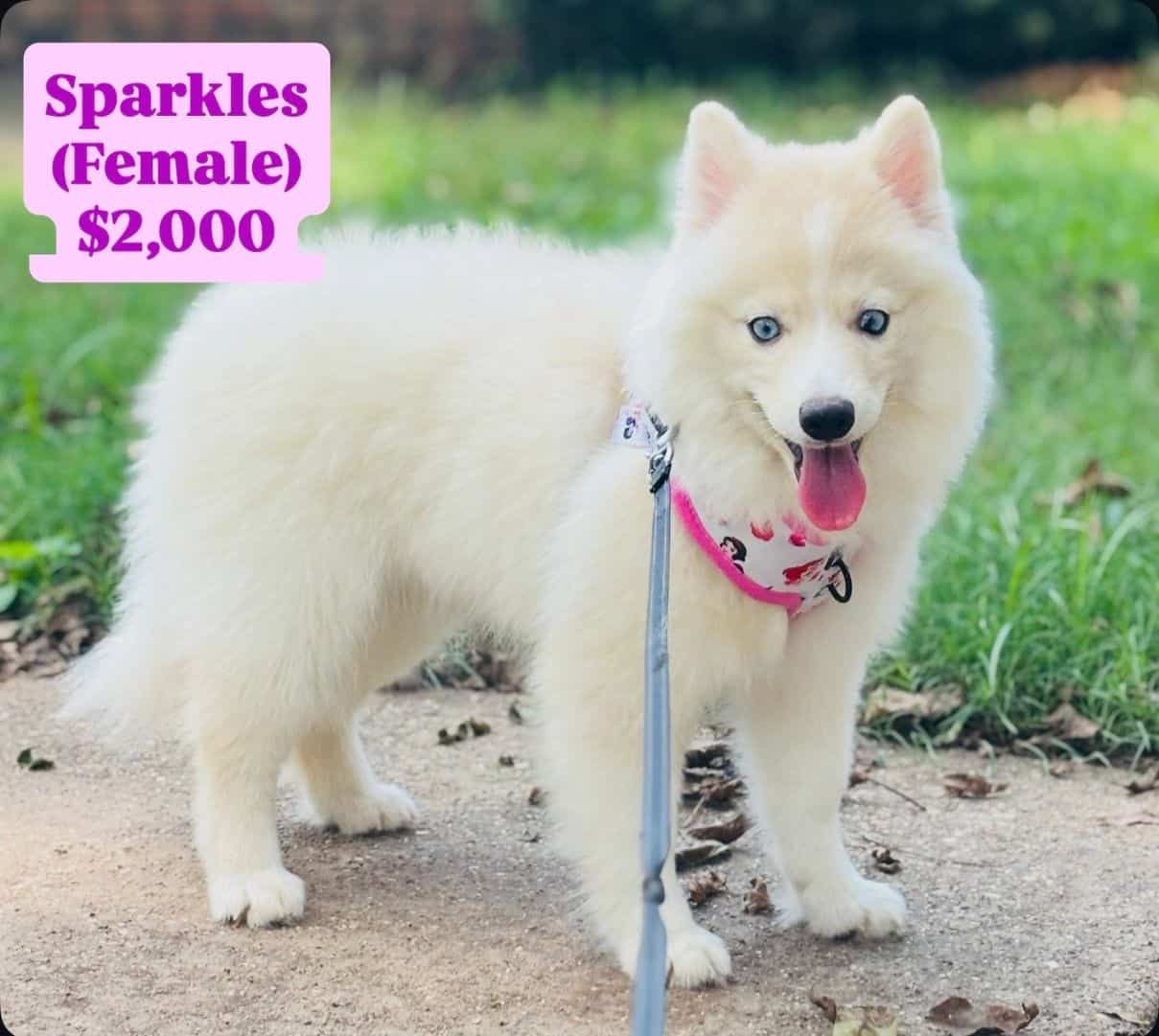 POMSKY PUPPIES image 2