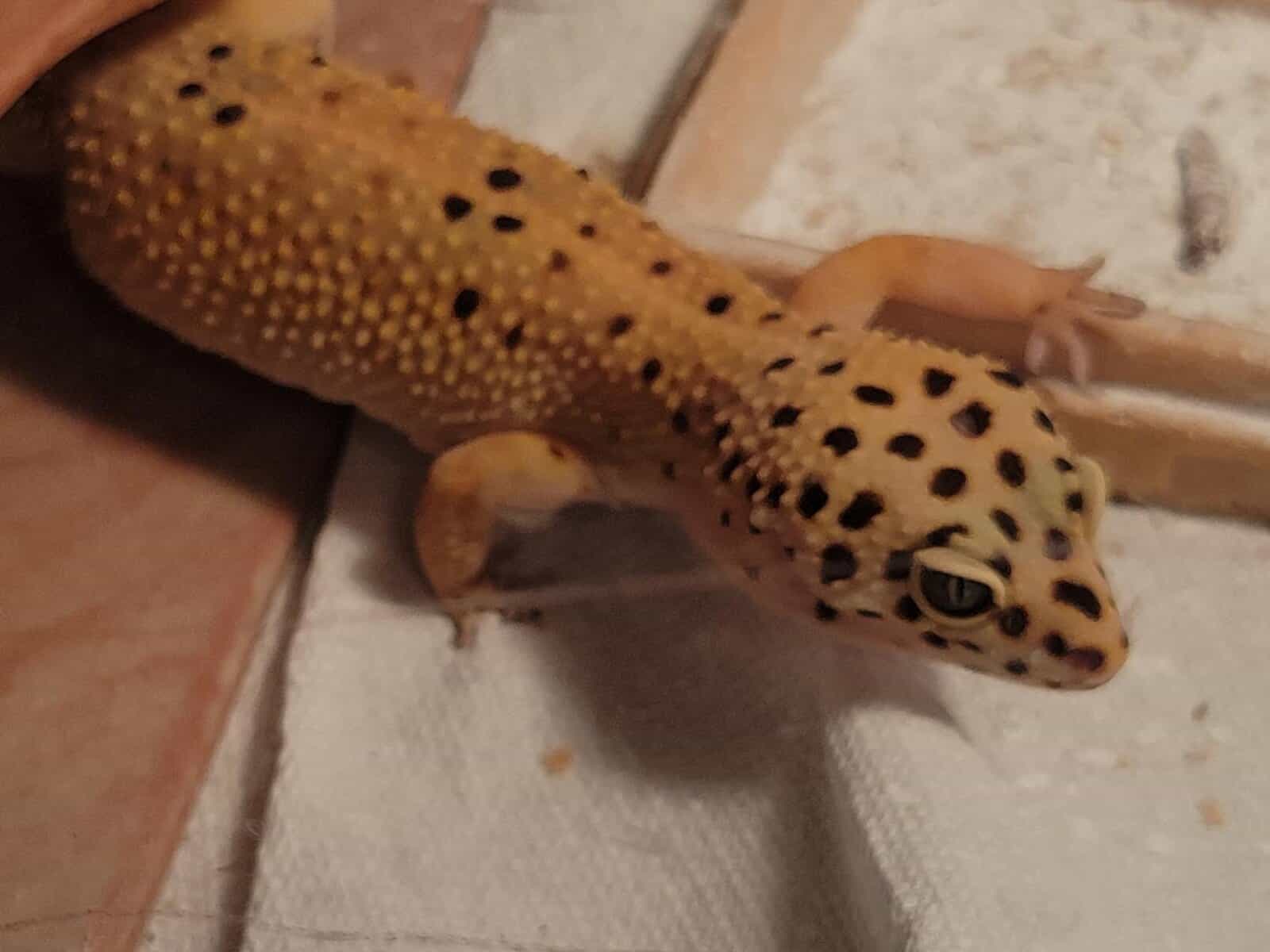 Leapord Gecko Rehoming image 4