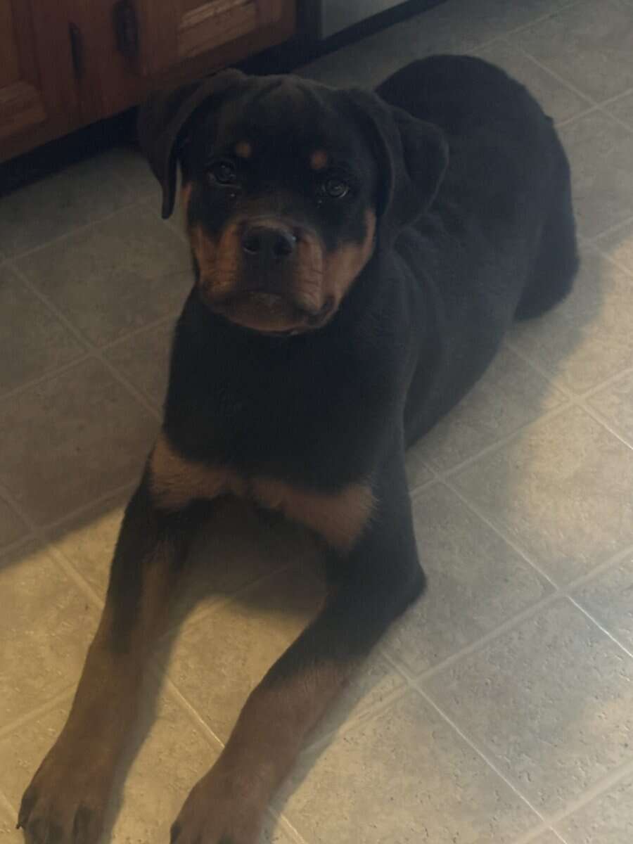 AKC German Rottweiler image 2