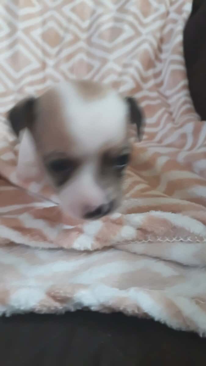 Chihuahua puppies image 7