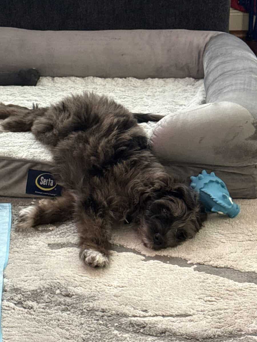 Adorable Aussiedoodle image 2