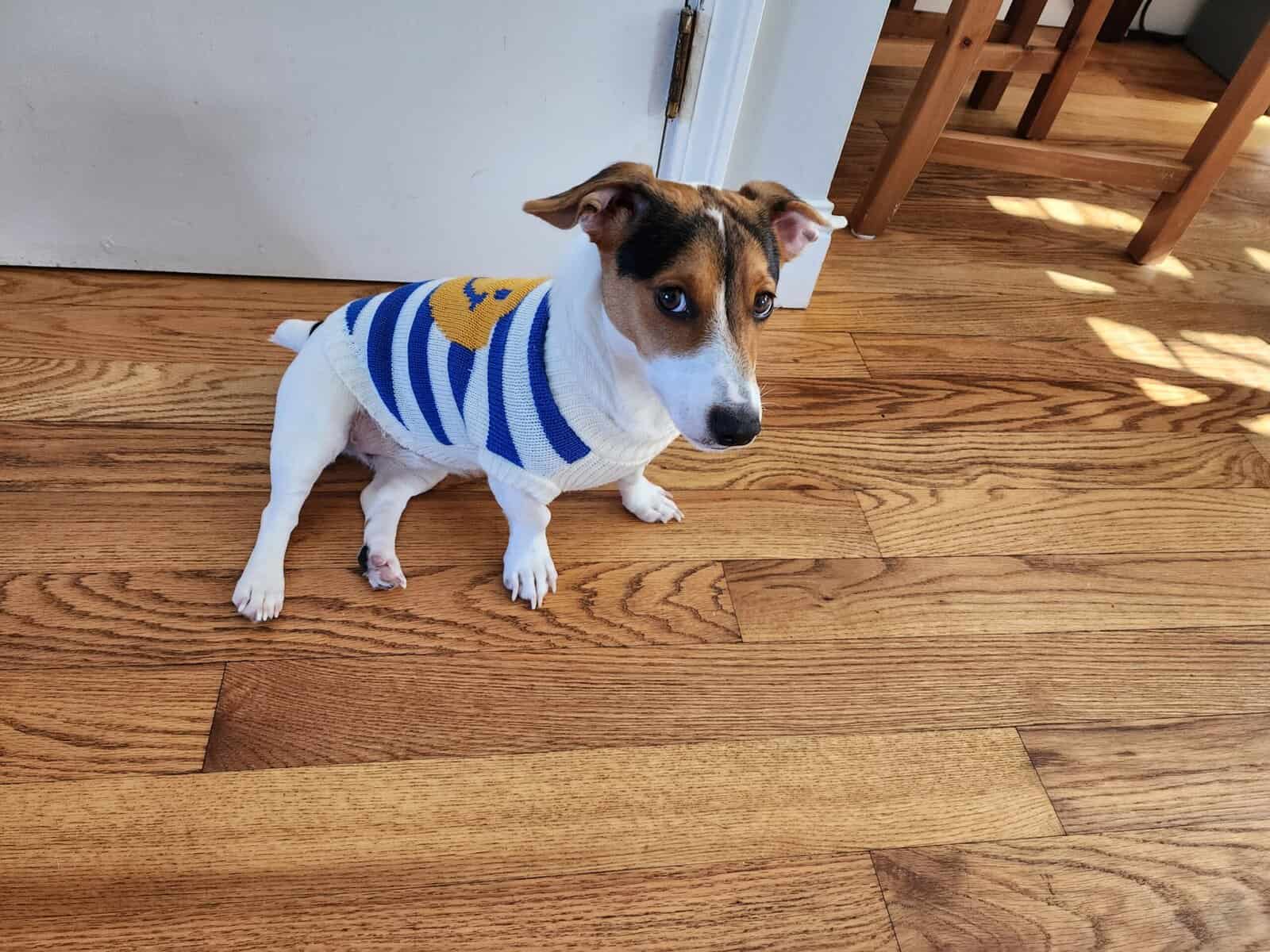 Due to the circumstances, I am looking to rehome m image 5