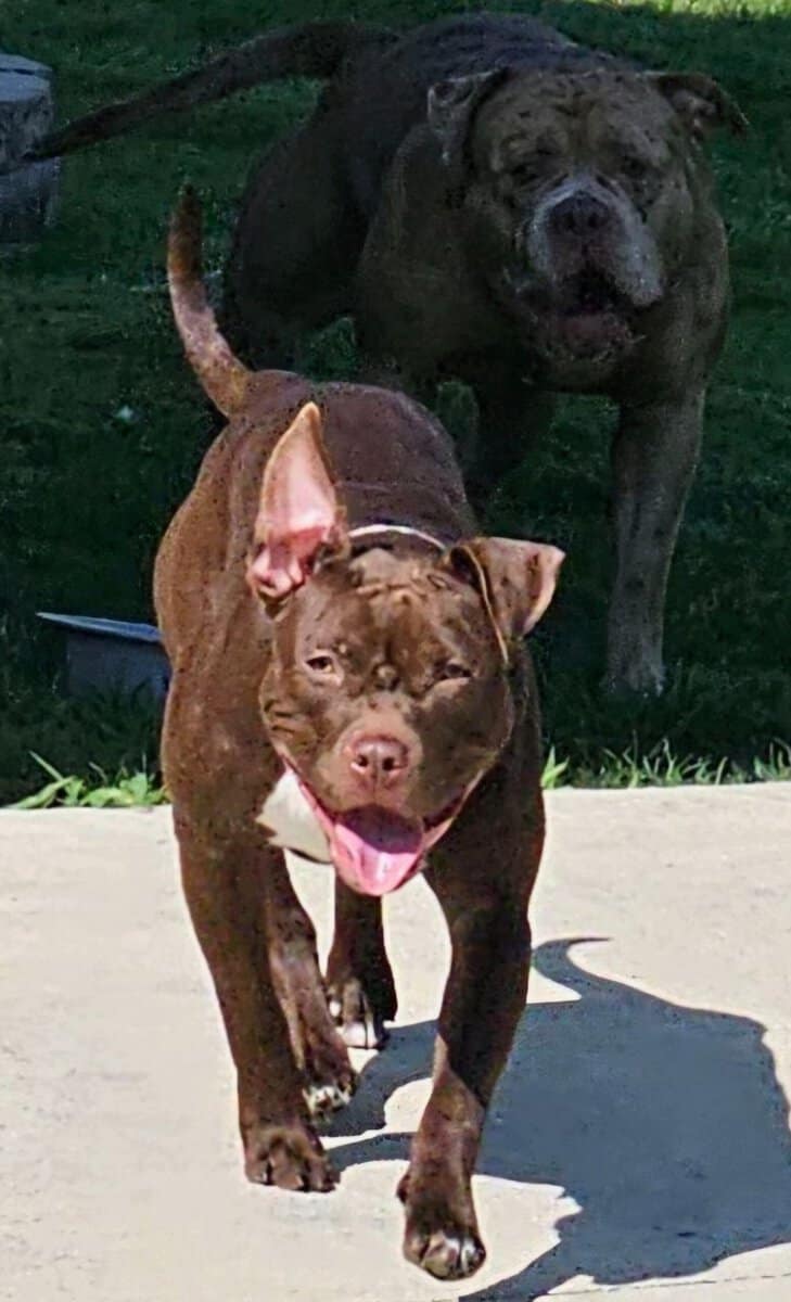 Bully puppies for sale image 18