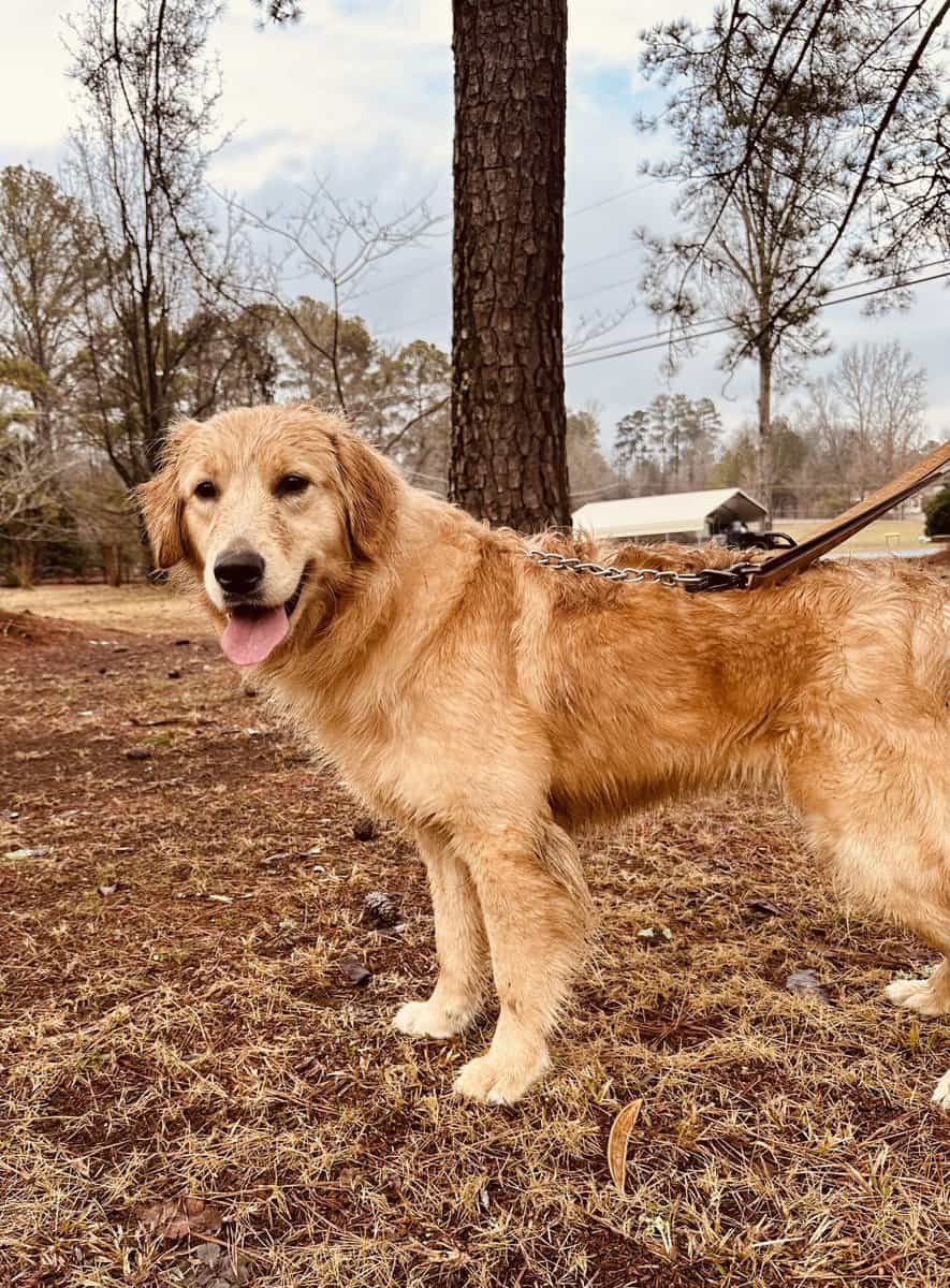 Golden Retriever image 3
