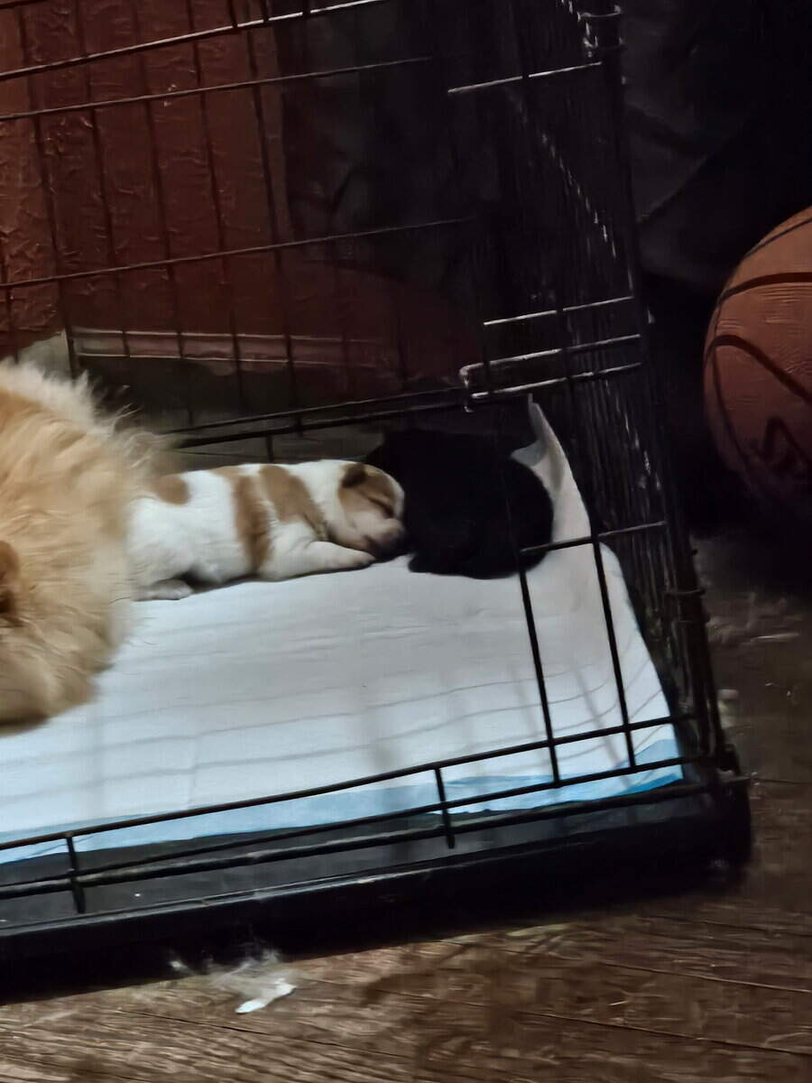 Pomeranian puppy image 1