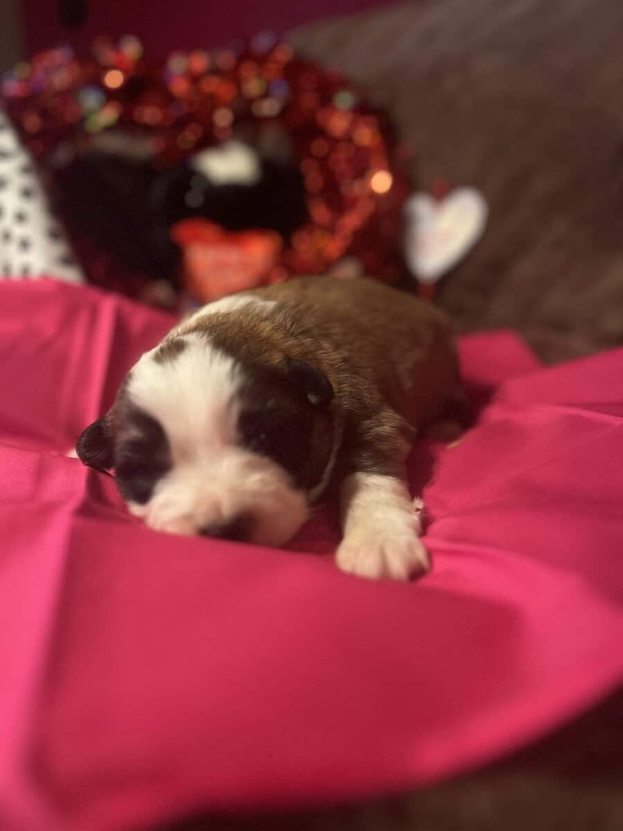 Australian Shepherd Puppies image 1