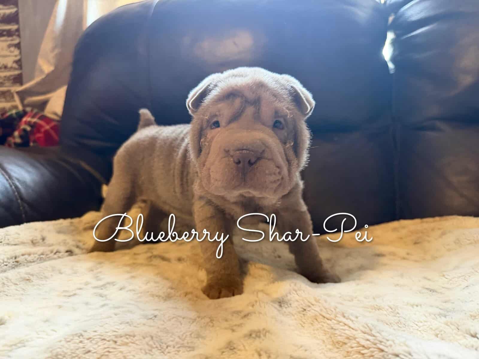 Shar-Pei Puppies image 3