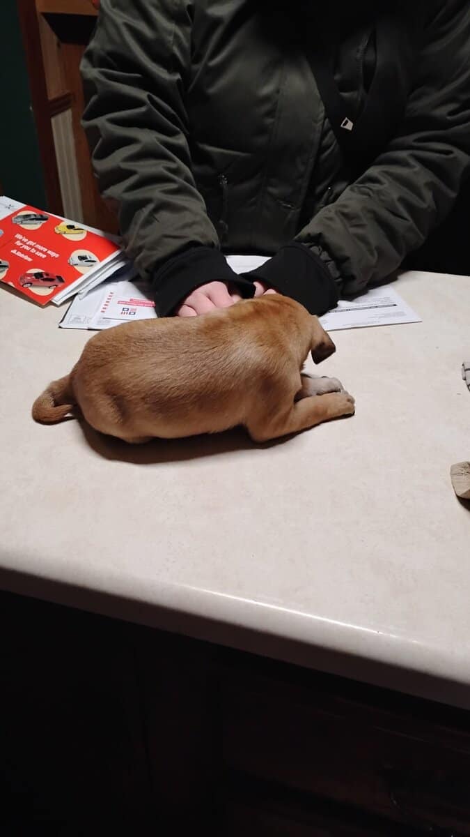 4 Chug puppies for sale $300 image 13