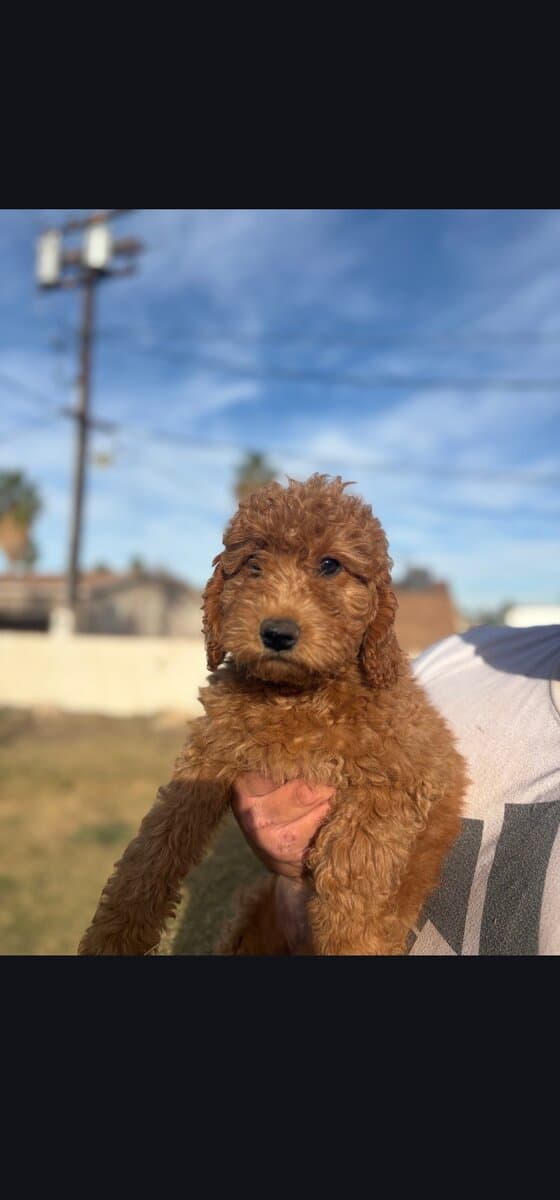 Nori - Home raised Female F1B Goldendoodle image 2