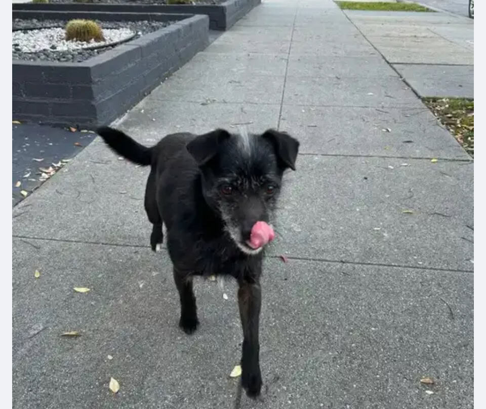 SWEET BOY NEEDS A FOREVER HOME - AVAILABLE NOW image 7