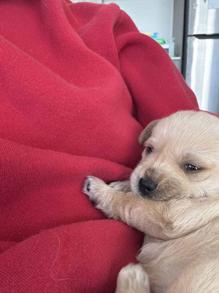 Morkie Puppy image 1