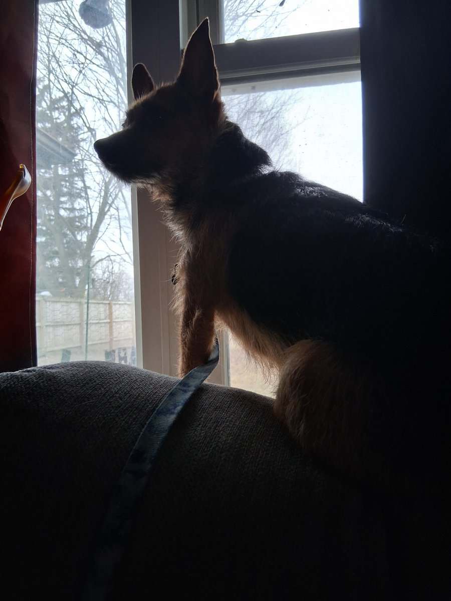 4 yr old female chorkie image 2