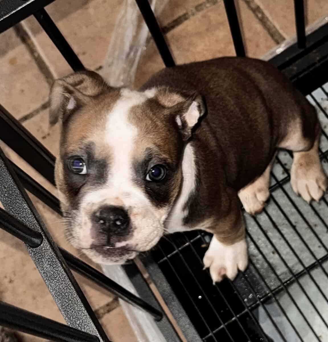 Ole English Bulldogge “blue ribbon”for sale image 1