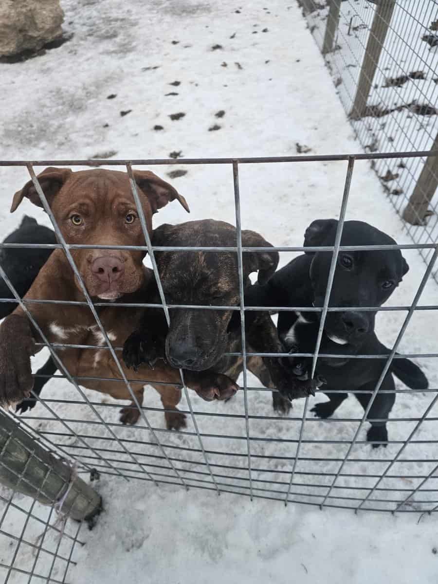 Labrador and Pit mix puppies desperate for homes image 2