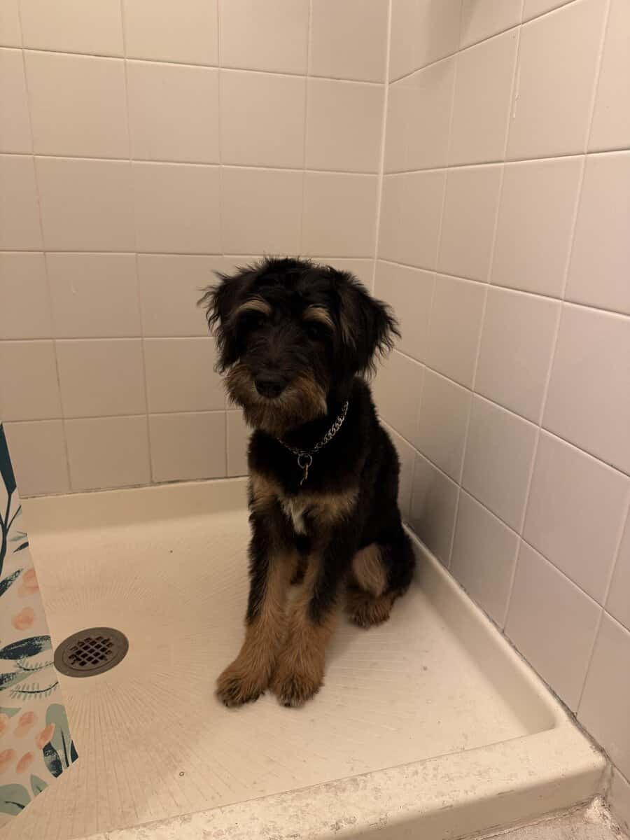 Schnauzer Puppy image 3