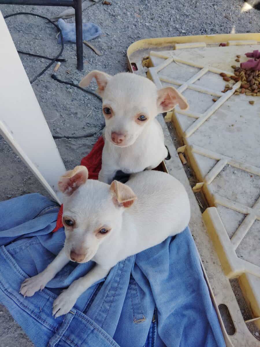 Two female Chihuahua puppies image 1