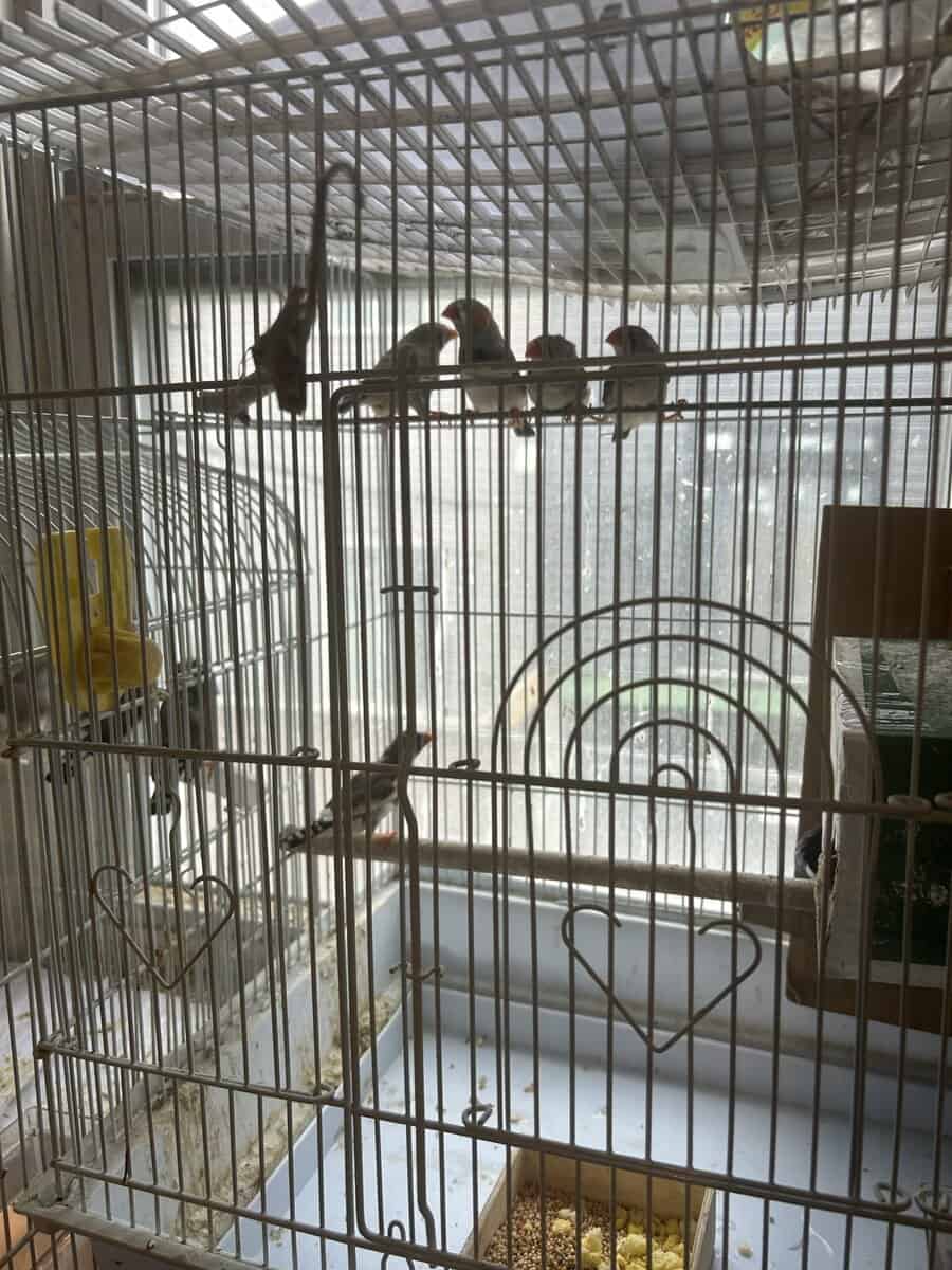 Zebra finches image 3
