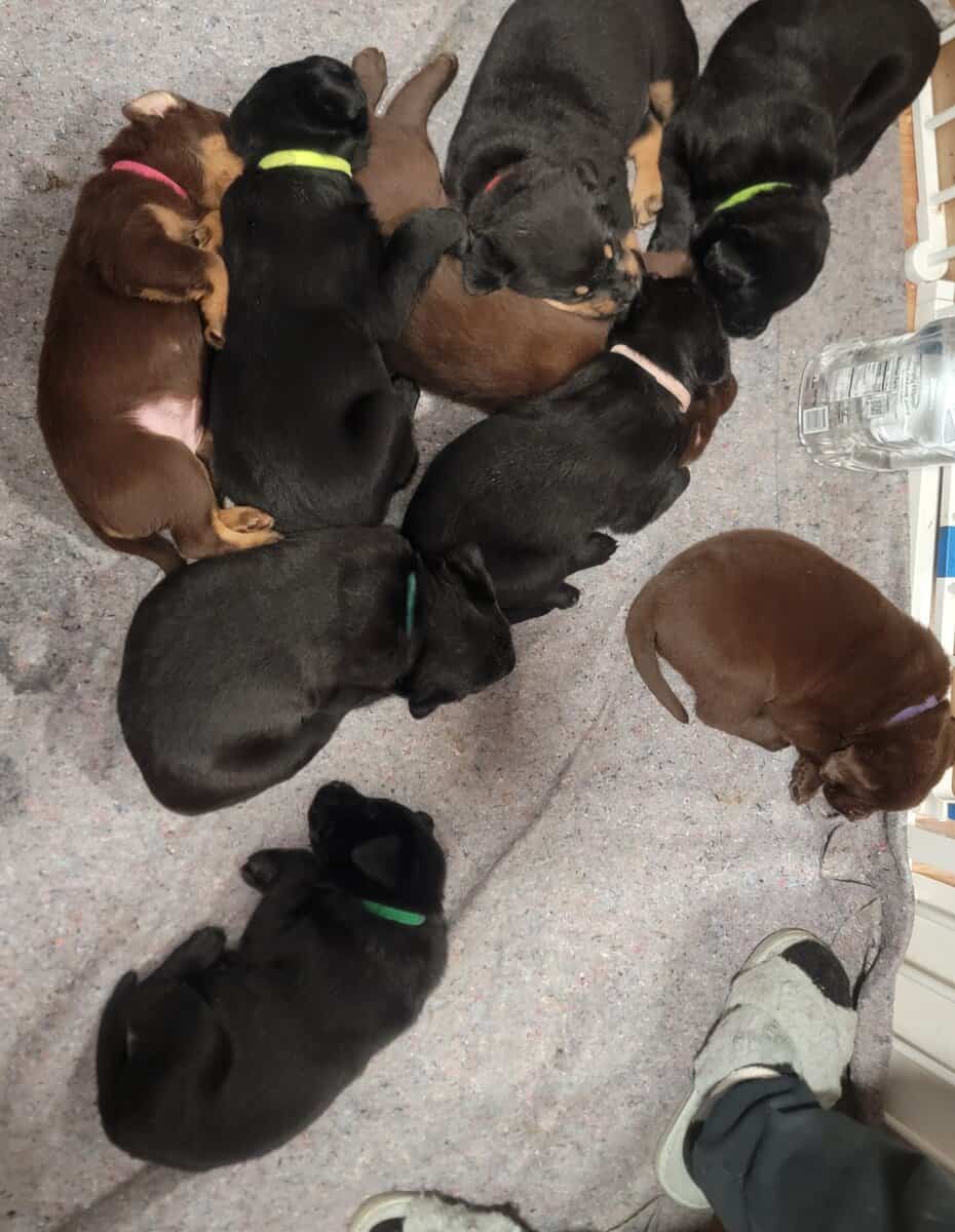 Chocolate lab/ Rotty mix image 4
