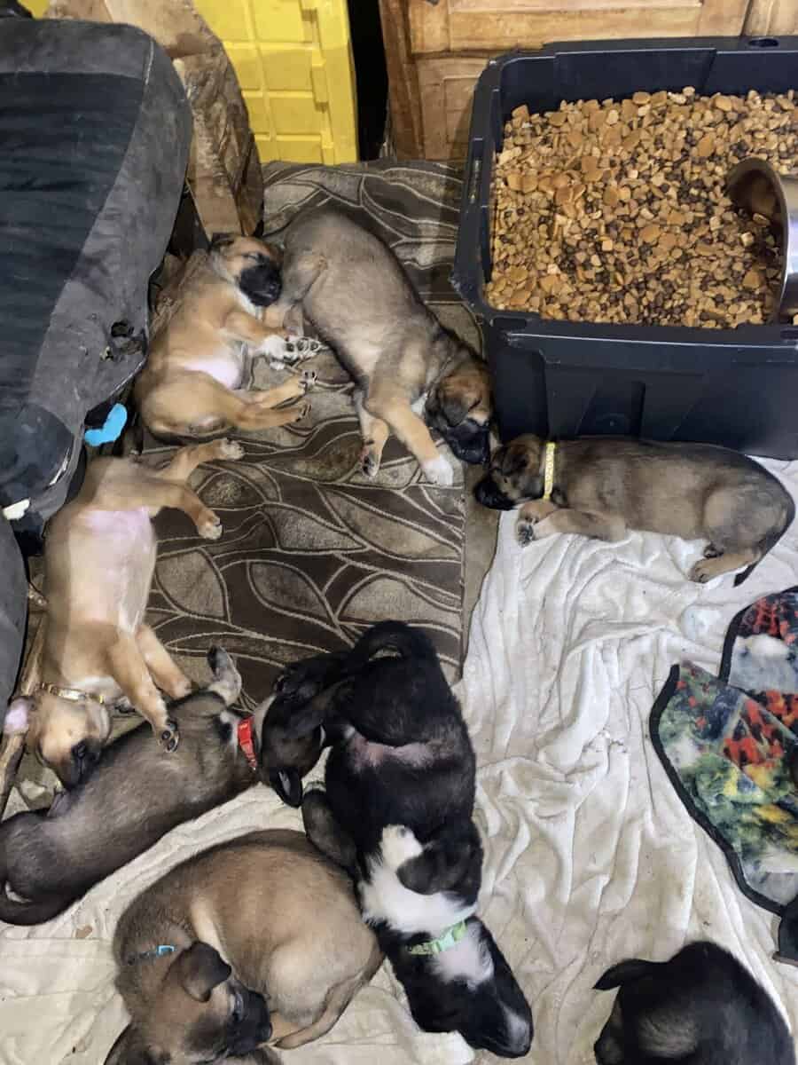 Belgian malinio Dutch Shepard puppies image 5