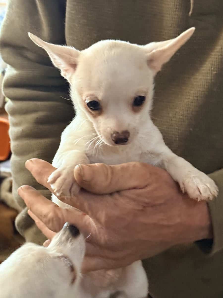Chihia puppies image 1