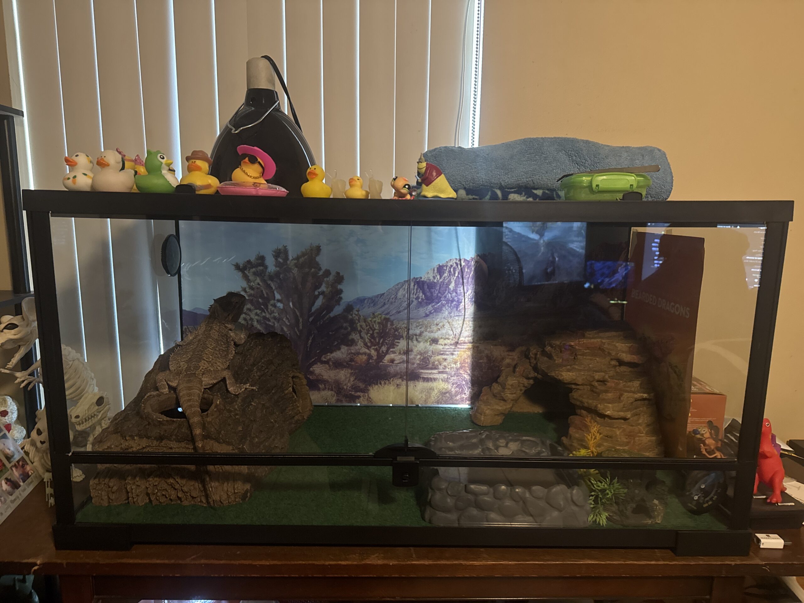 Beautiful Male Bearded Dragon for Sale image 5