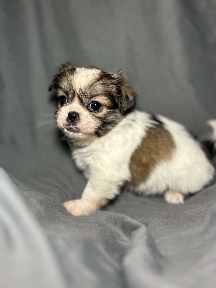Minnie image 3