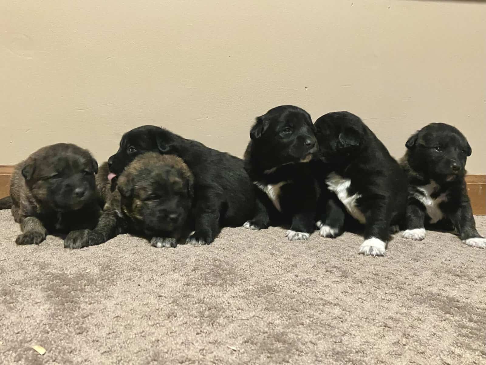 Pyrador Puppies! image 1