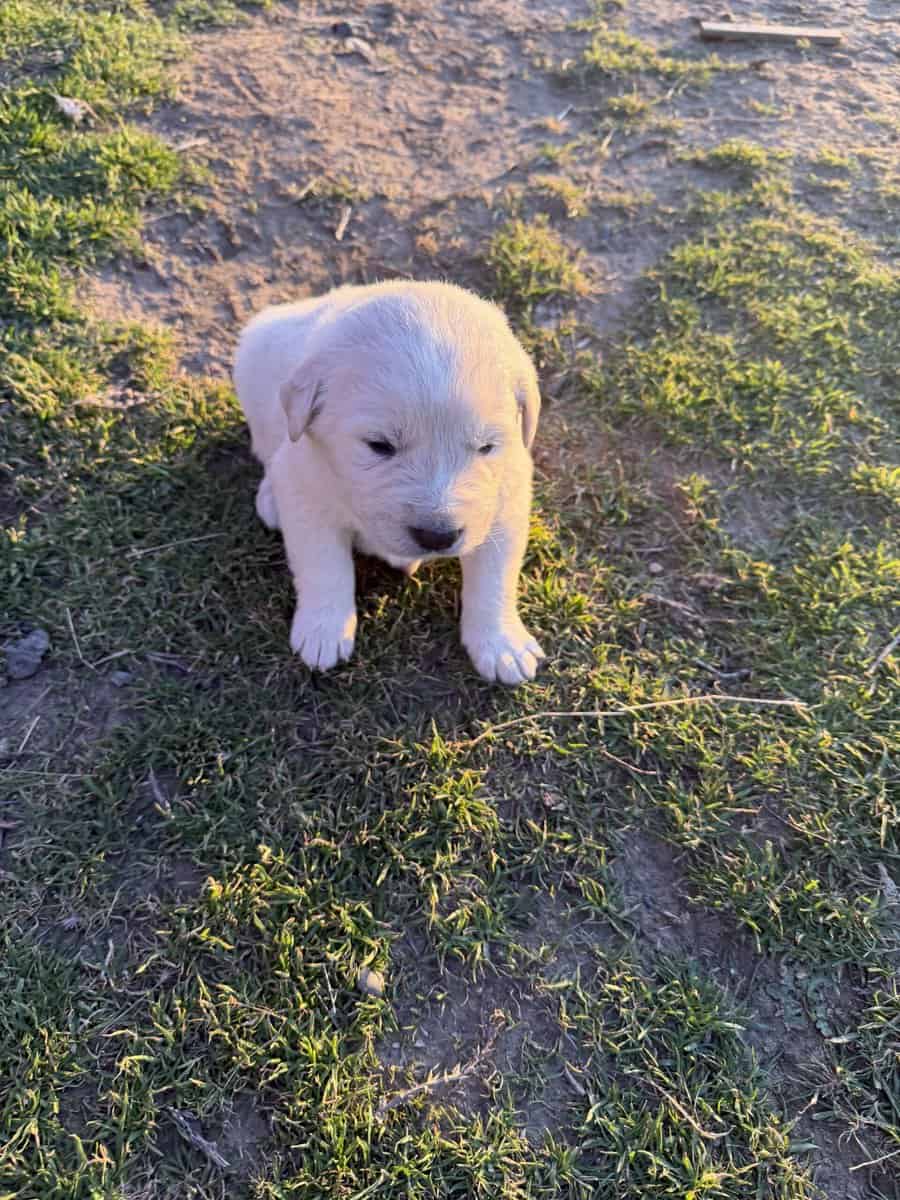 11 Great Pyrenees image 3