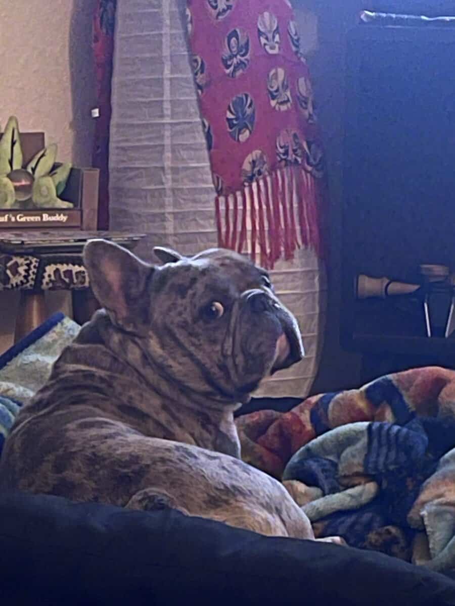 Merle Pocket Bully French Bulldog Male 7yrs image 7