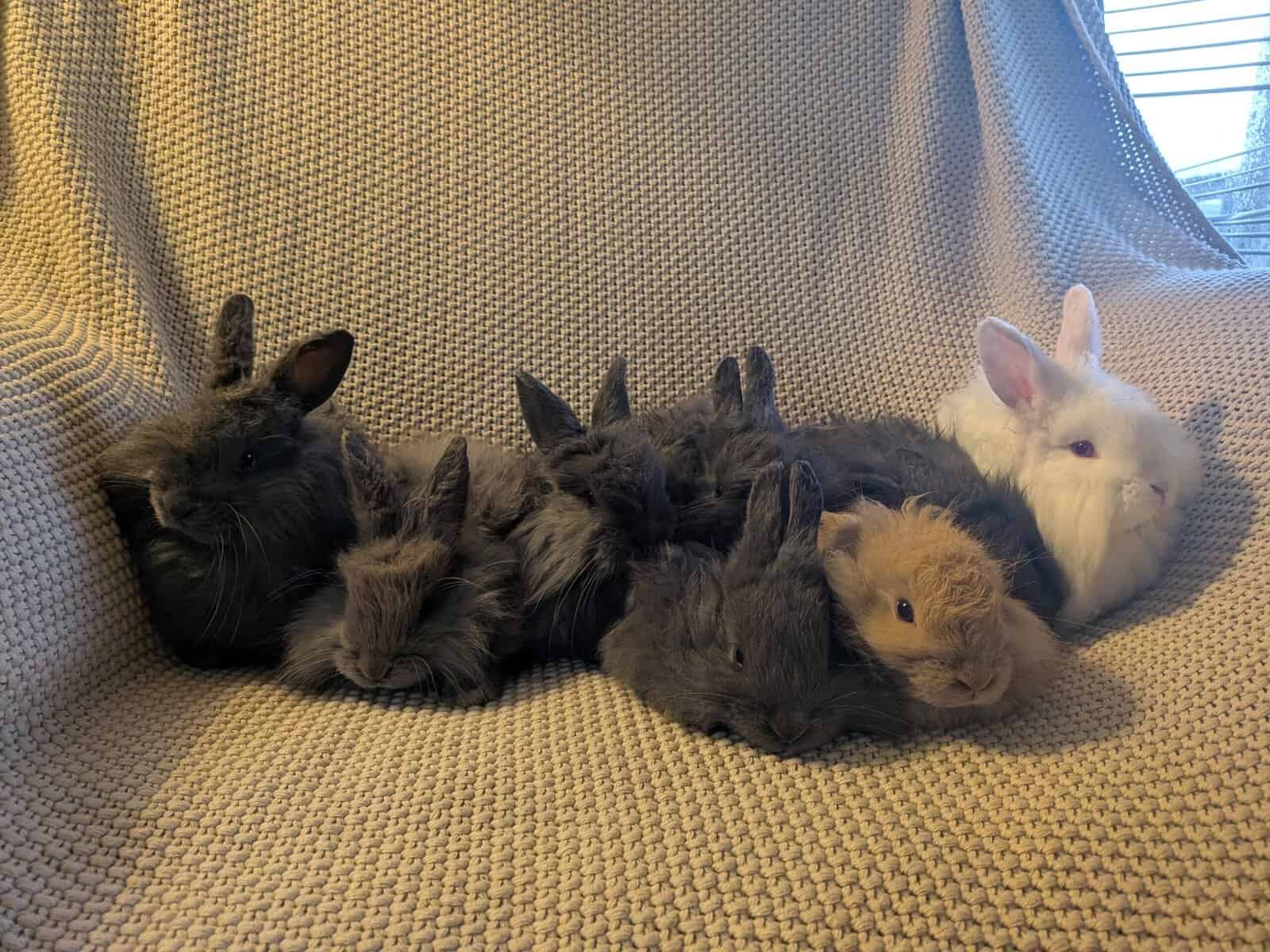 French Angora image 5