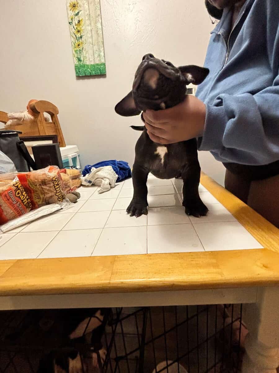 Pocket bullies for sell image 7