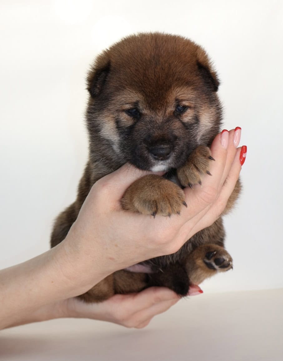 Lion King, Shiba Inu Sesame Boy image 8