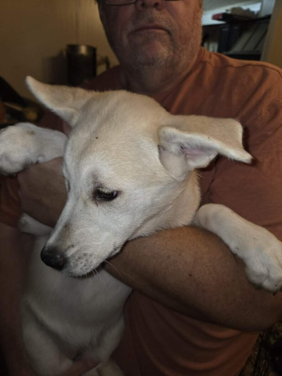 Boxsky (Boxer/Husky) puppies image 2