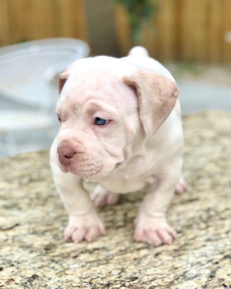 Registered American Bully Puppies image 4