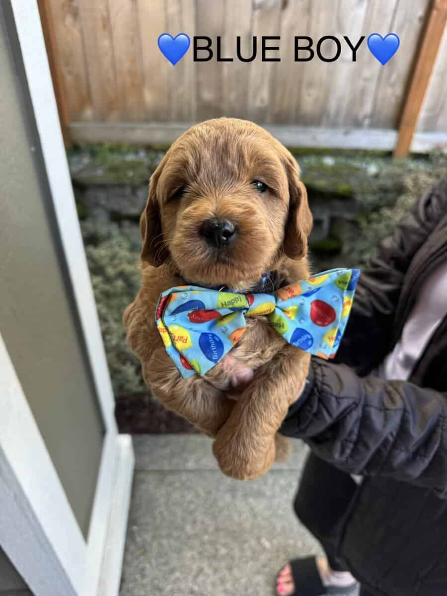 Min golden doodle puppies image 13