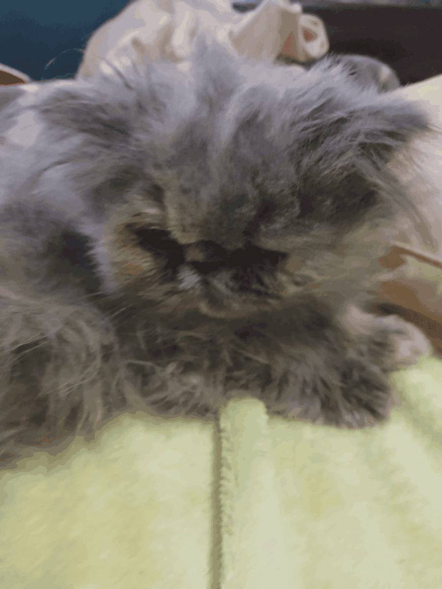 Persian Kittens image 3