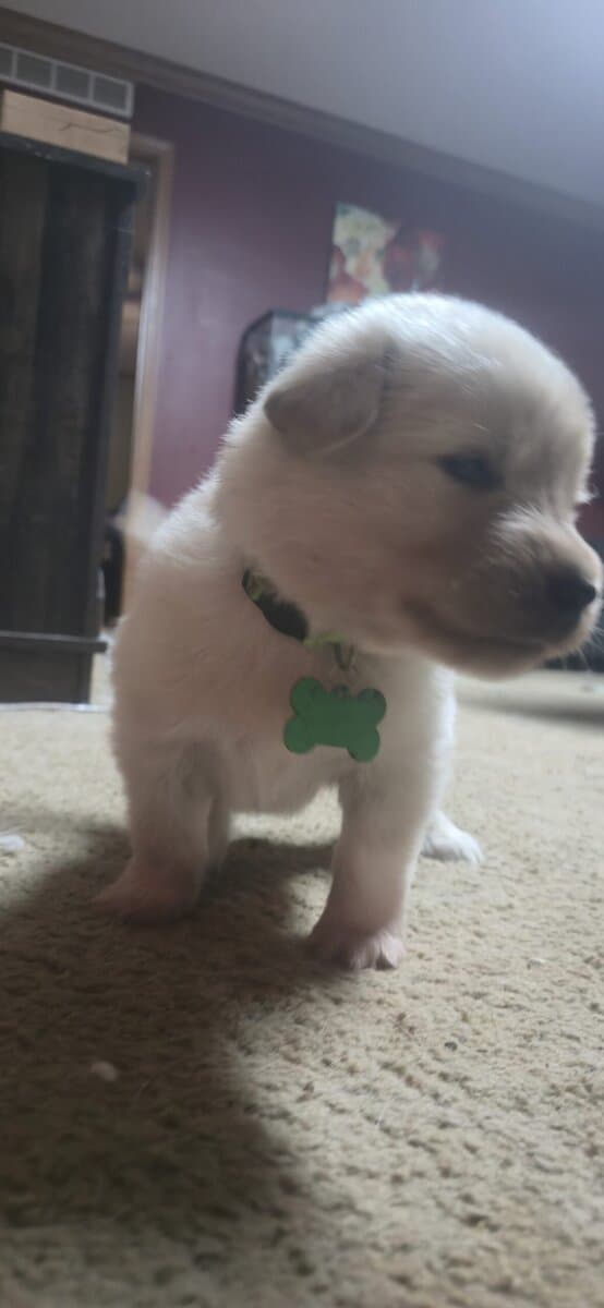 10 pyrenees x malmute hybrid puppies image 4