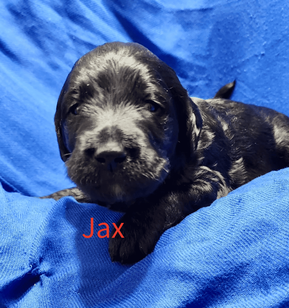 Labradoodle! image 17