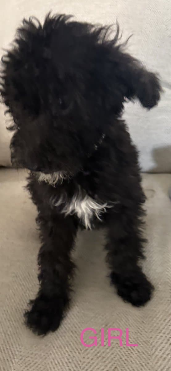 Goldendoodles F1B Hypoallergenic image 7